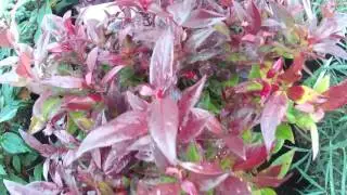 Big Plant Nursery Leucothoe 'Scarletta'