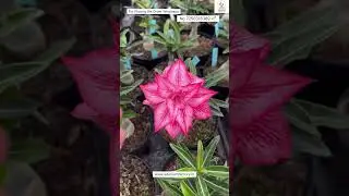 Latest Imported Adenium Variety Online Sale 🔥 #adenium #plants #flowers #garden