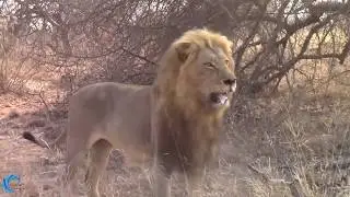 How Mother Buffalo rescue new born baby from wild Lions??? Amazing