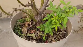 rose suckers /root stock