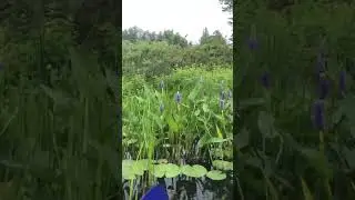 Kayaking to a Concert of Birds and Beauty of Wild Flowers on the Bantam River