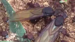 TANAJURAS SAINDO DO FORMIGUEIRO