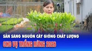 Sẵn sàng nguồn cây giống chất lượng cho vụ trồng rừng 2026