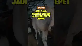 AGAR SAPI CEPAT GEMUK - VITAMIN SAPI. Sapi Sakit, Obat Sapi. Tips Sapi. #peternakmuda #peternaksapi