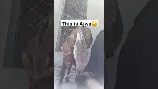 introduction #My Pet #goat #intro