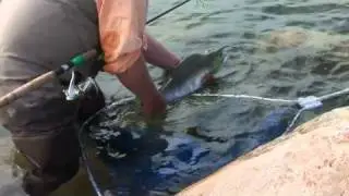 Big City Fishing - Episode 4 (Part I) - Sault Saint Marie, ON