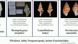 Nilvi&auml;iset, lahko Neogastropoda, heimo Fasciolariidae fusinus mollusca malhaensis Pseudolatirus