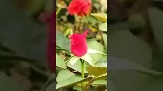 #redrose #youtubeshorts #youtubeshortsvideo #assamesenews #flower #flowergarden #assam #trending