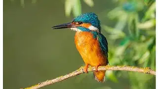 பறவைகள் பெயர்கள் தமிழ்/Birds Name in Tamil/Kids Learning Video #happylearning #tamileducation #kids