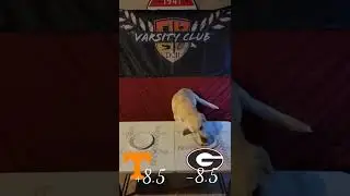 Morgan Makin' Picks for #gameday #tennessee #georgia #SEC #Labrador