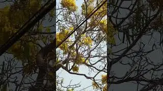 Primavera Tree in Puerto Vallarta  right by my house jajaja #primaveratree #puertovallarta