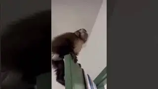 Funny capuchin monkey stalking a moth!#babymonkey
