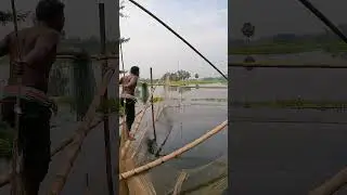 Tangon River Fishing Video By Net #fish #fishing #villagelife #catshorts