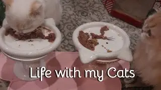 Cozy cat Life | Cute Cats | Cat Daily Life