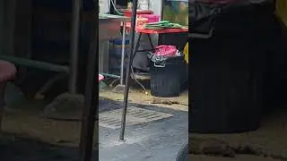 🐀 #rat