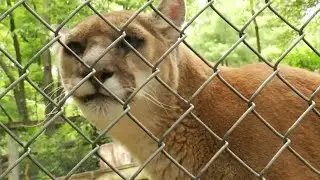 Nina of the Mill Mountain Zoo isn't your average cougar