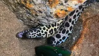Live Stream 🟢 –Giant Lobster Appears - Real-time Diving Catch！ #diving #fishing #seafood #shorts