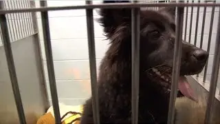 Знакомьтесь, Paws for Life Rescue: кто мы и чем занимаемся
