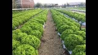 Melhoramento Alface Horticeres