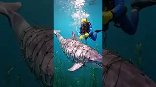 Brave Diver Rescues Rare Pink Dolphin Trapped in Fishing Net Underwater