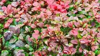 Top 10 Aquatic Wonders: Plants that Live With Water