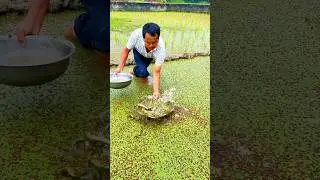 Loach farming tip: Duckweed fields provide feed, improve water quality, and regulate temperature