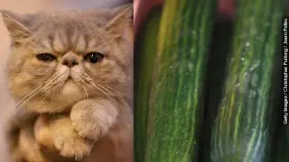 Cats vs. Cucumbers: Why Are Felines So Scared Of Produce? - Newsy