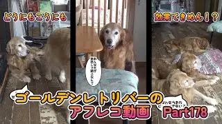 ゴールデンレトリバーのアフレコちゃんねる！！Part178