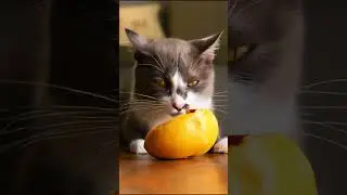 #MouseVsCat #AnimalShorts #ComedyClip #CatAndMouse  #PetReels #ShortsVideo #CartoonVibes #DailyL