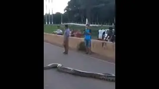 Big anaconda create traffic jam on road