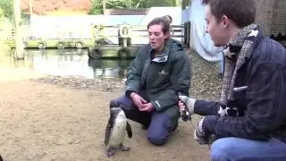 Joey the Penguin s first christmas