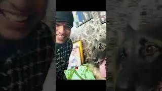 Ada gommala 🤣🐕🐾🥹🔥 #praveenjoofficial #thiefcat #shortvideo #dog #fun #funnyvideo