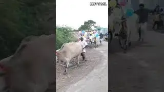Pongal celebration | my village|BBN TAMIL #shorts #youtubeshorts #viral #trending #tamil #pongal