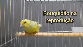 Da pra reproduzir canário rouco?