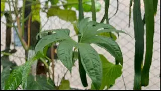 Palmate Anthuriums/ Anthurium Digitatum/ Anthurium Pedatoradiatum/ A. Pentaphyllum/ Clavigerum
