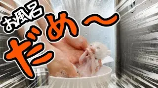 子猫の手足にうんちが付いたのでシャンプーしました。扉を開けた瞬間わかる匂い・・・【保護猫生活2日目】