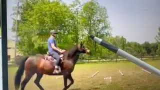 Rocky Mountain Horse - Mo - Online Lesson - Gaited Horse Training