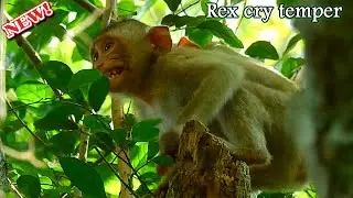 Furiously Crying! Baby Rex deep angry mom Rose drag him remove out while try asking milk