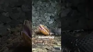 Vermisse die zwei Giftnudeln , leben mittlerweile im reptilienzoo Nockholm 🥰