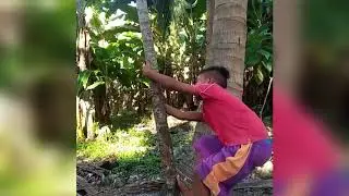 Alegria vines/Welcome back Alegria vines...