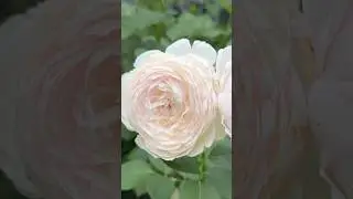 Earth angel rose