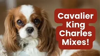 Top 17 Irresistible Cavalier King Charles Mixes!