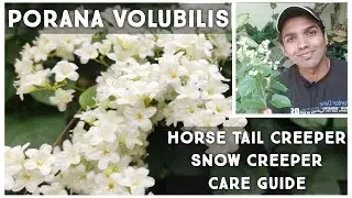 Руководство по уходу за цветущей лианой Porana volubilis | Хвощ/снежная лиана | Nandanam Exotics ...