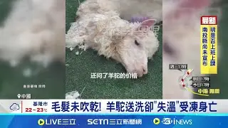 毛髮未吹乾! 羊駝送洗卻