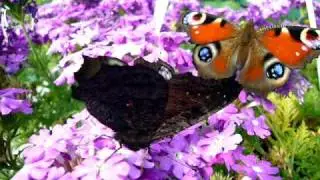 Inachis io nectaring on Verbena