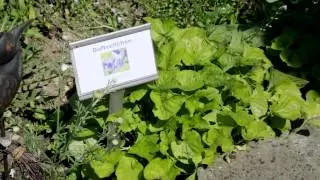 Mys chlyne Veieli - Singtreff Kirchberg - Katharina's Hortulus