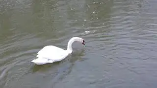 Naar de kringloop en een &ldquo; kaasje &ldquo; maken #vloggen met ellen