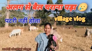 अलग से बैल चराना पड़ा 😢 || bail charana || village vlog || daily vlog #muktichampivlog 