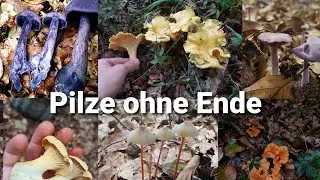 Pilze ohne Ende 🍄| Pilze sammeln September 🌳