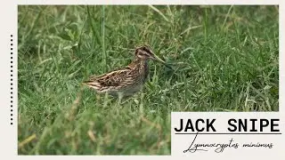 The world's smallest snipe..... Jack Snipe - Lymnocryptes minimus #Birds of India.